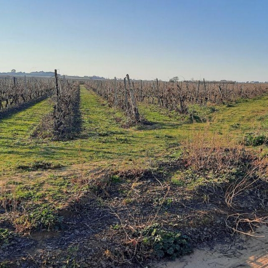  Annonces SAUVIAN : Terrain | PORTIRAGNES (34420) | 0 m2 | 55 000 &euro; 