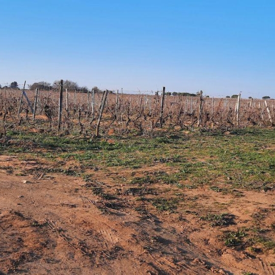  Annonces SAUVIAN : Terrain | PORTIRAGNES (34420) | 0 m2 | 55 000 &euro; 