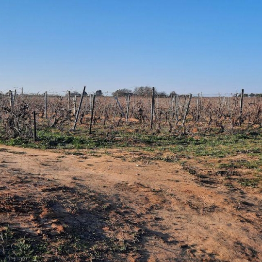  Annonces SAUVIAN : Terrain | PORTIRAGNES (34420) | 0 m2 | 55 000 &euro; 
