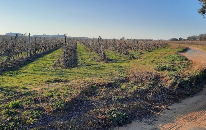 Annonces SAUVIAN : Terrain | PORTIRAGNES (34420) | 0 m2 | 55 000 &euro; 
