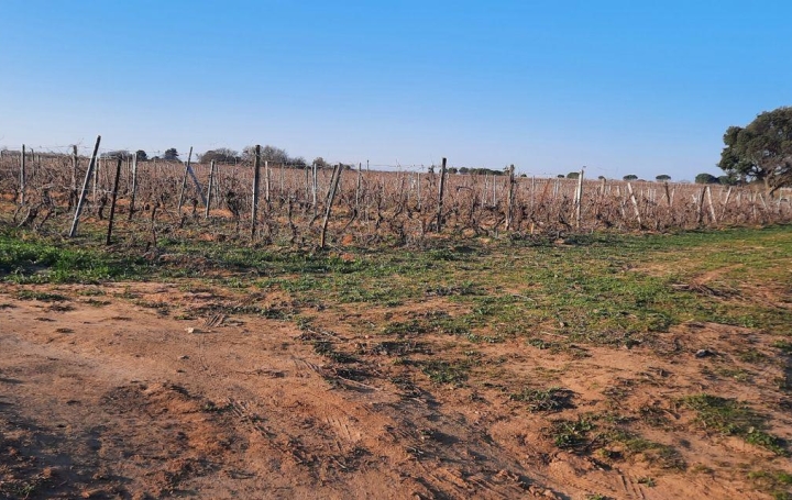 Annonces SAUVIAN : Terrain | PORTIRAGNES (34420) | 0 m2 | 55 000 &euro; 
