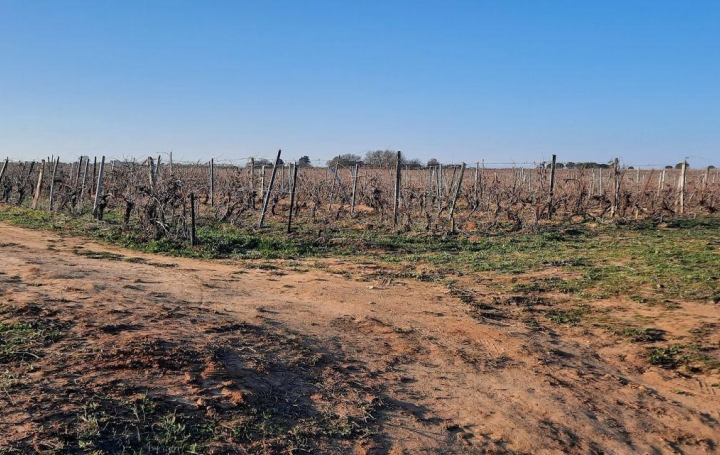 Annonces SAUVIAN : Terrain | PORTIRAGNES (34420) | 0 m2 | 55 000 &euro; 